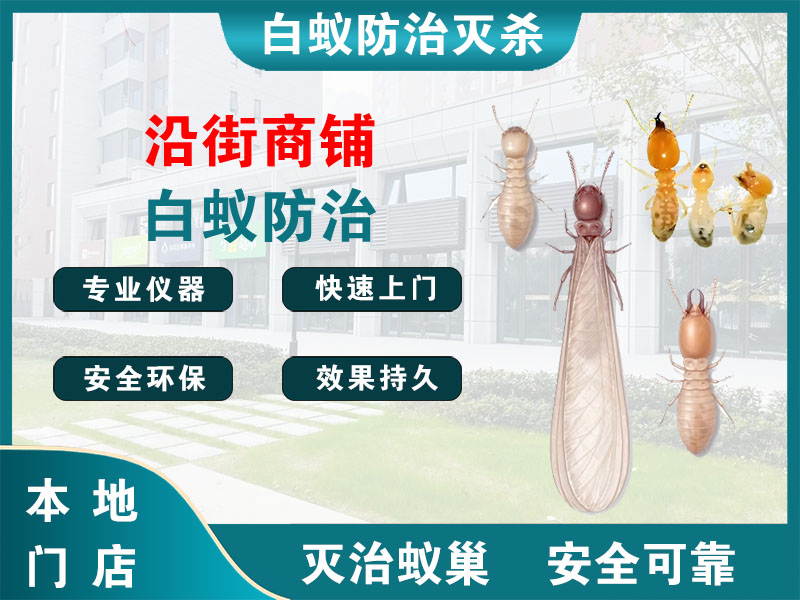 仙居沿街商铺白蚁防治