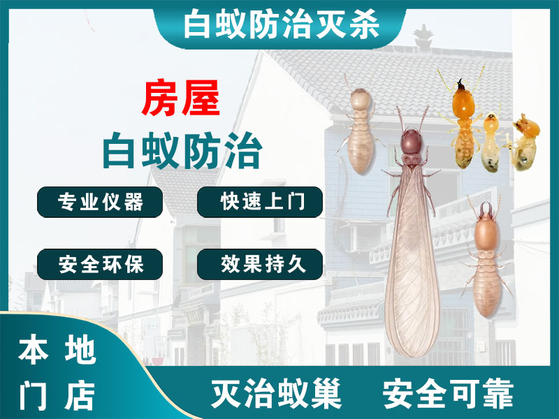 仙居房屋白蚁防治
